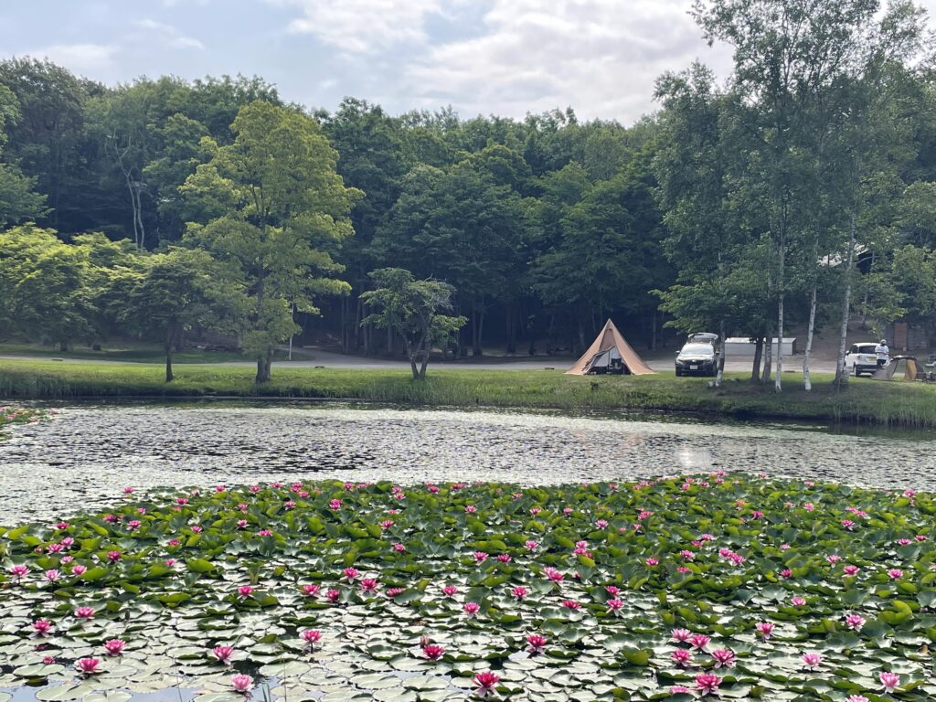 【SummyG通信】モーニンググローリー――ハスの池畔で朝の至福タイム